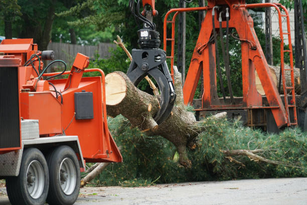 Why Choose Our Tree Removal Services in Burkburnett, TX?